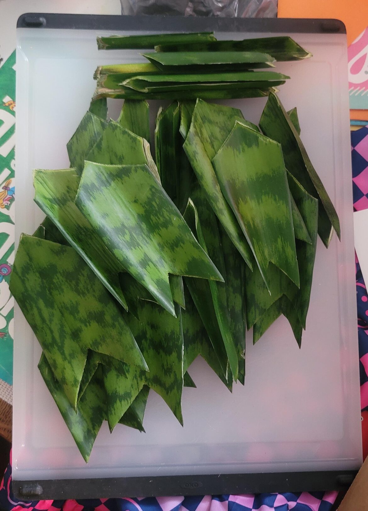 Snake plant! Now what?