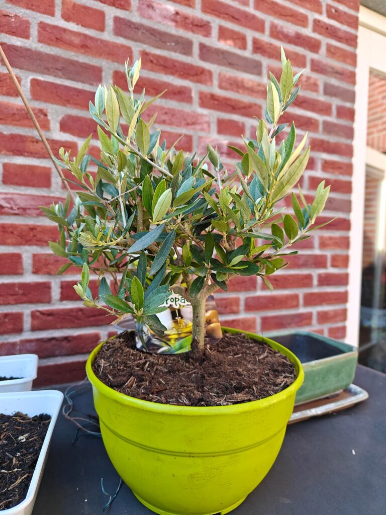 Found this olive tree on sale at the gardening shop