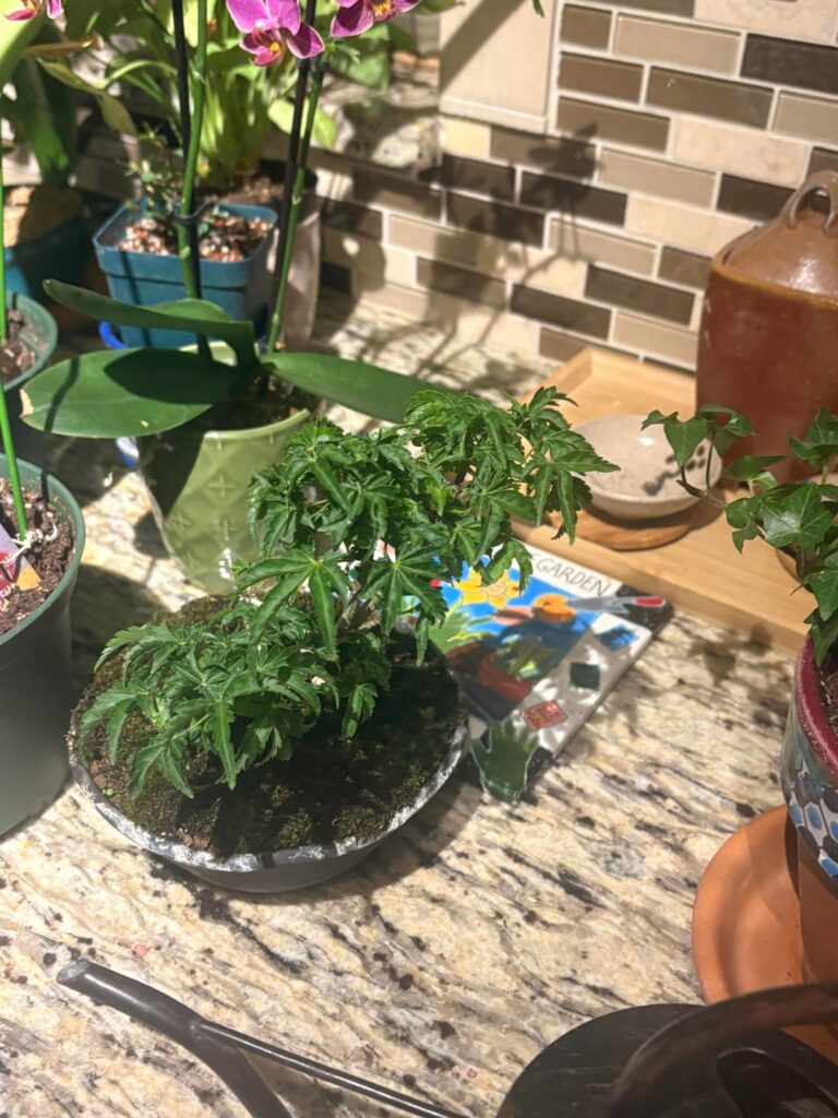 New tree(shishigashira)