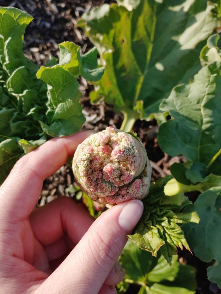Is rhubarb supposed to look like this?