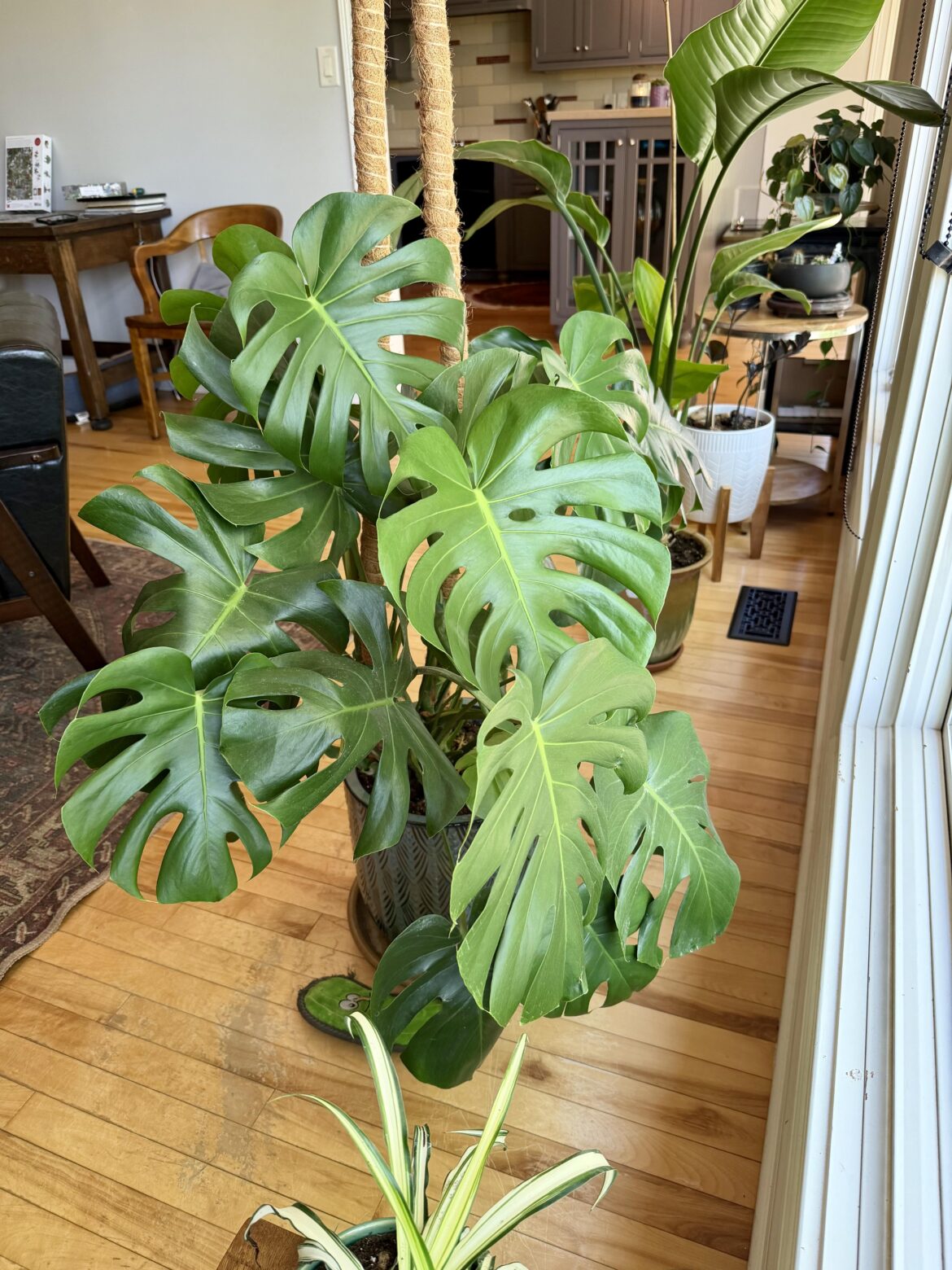 Our 1st Monstera