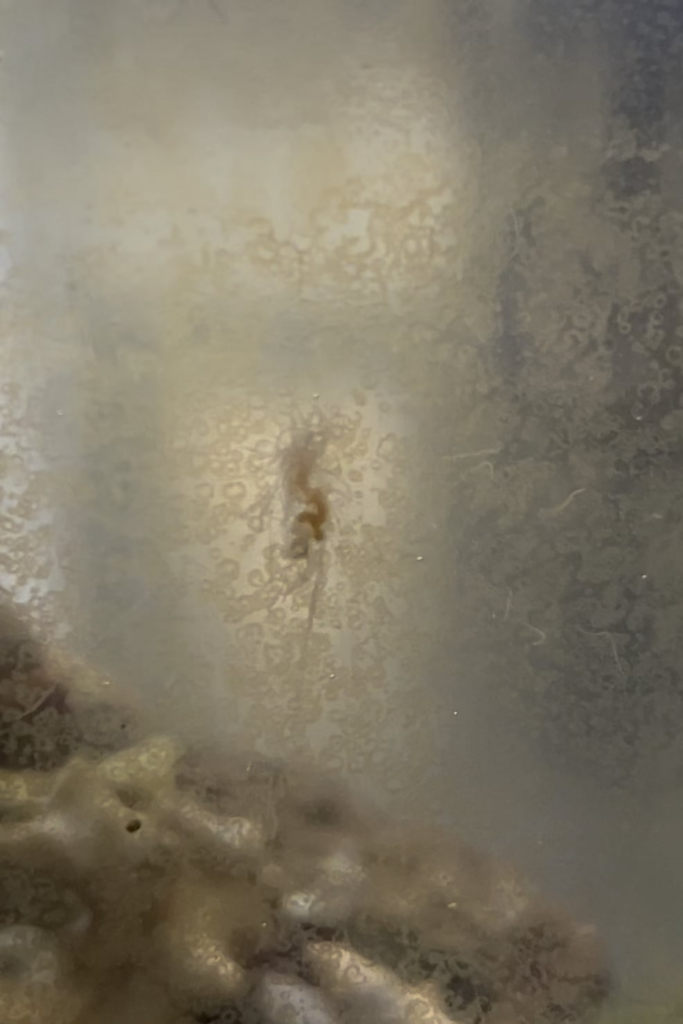 Hard to film, but does anyone know what this strange creature is? (Salt water)