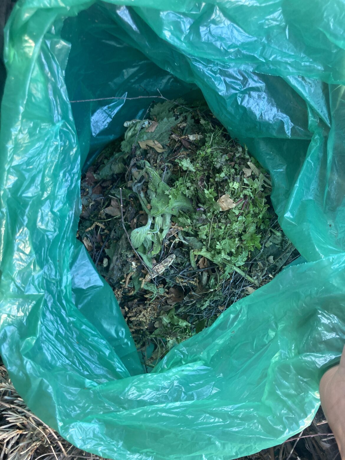 Unbelievable comfrey/nettle haul Unbelievable comfrey/nettle haul