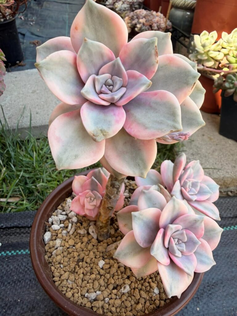 I am in LOVE with my "Pink Delight"