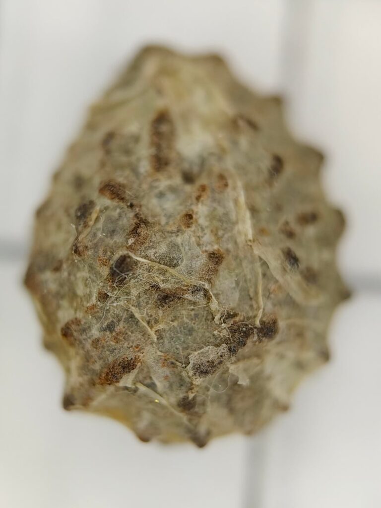 Before and after cleaning up a seed of Adenia metamorpha