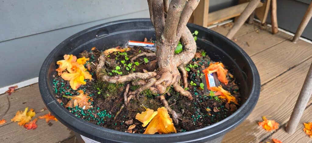 Nursery Azalea Gibraltar