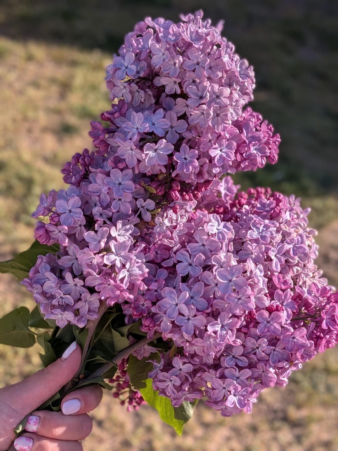 from my parents' garden 💜😍