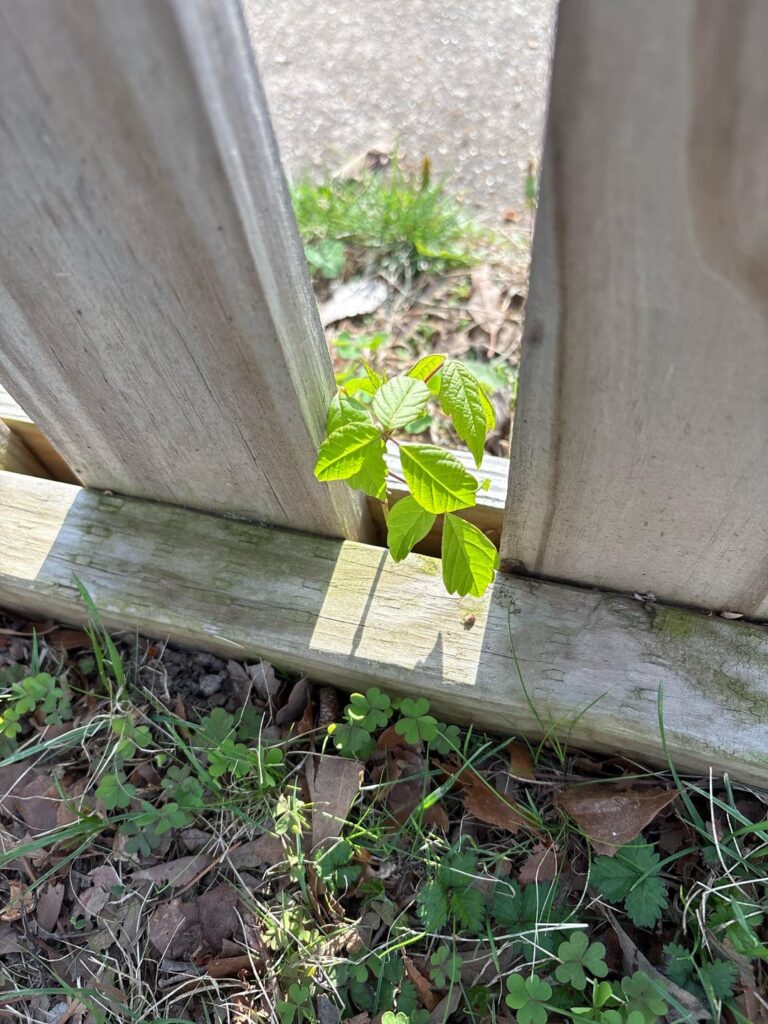 Is this poison oak?