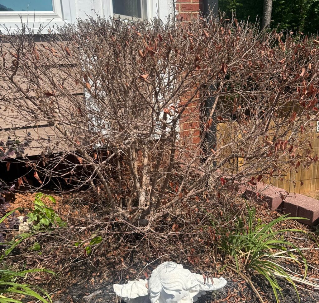 Any idea why this bush has randomly died? I have 4, this is the only one like this