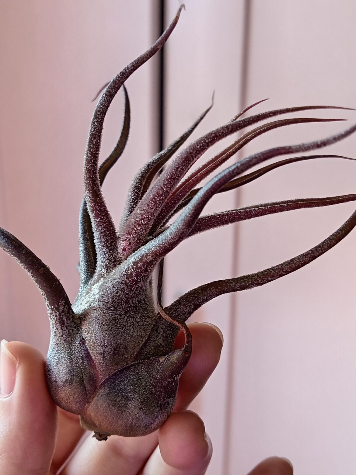 Purplest Pruinosa I've ever seen!