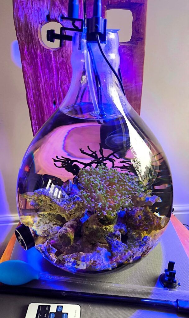My saltwater mini reef bottle