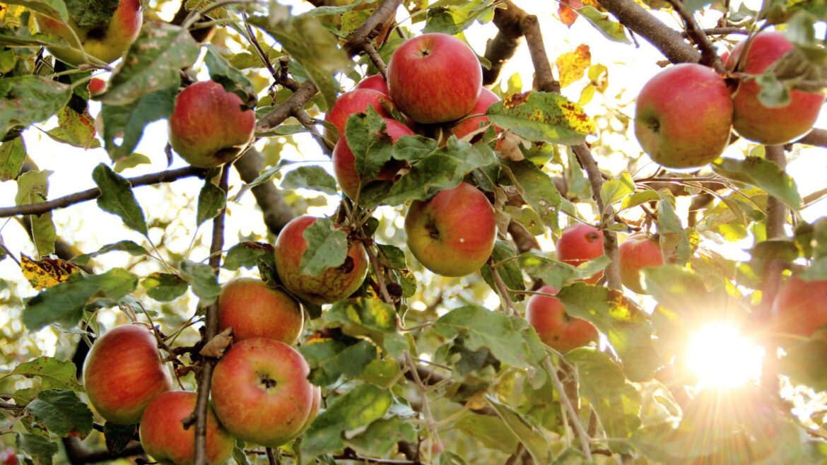 Fruit Trees to Fertilize in April and the Best Feeds to Use A close-up of lots of apples ripening on a tree in an orchard