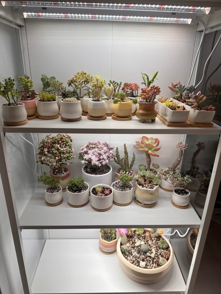 Shelfie pictures!