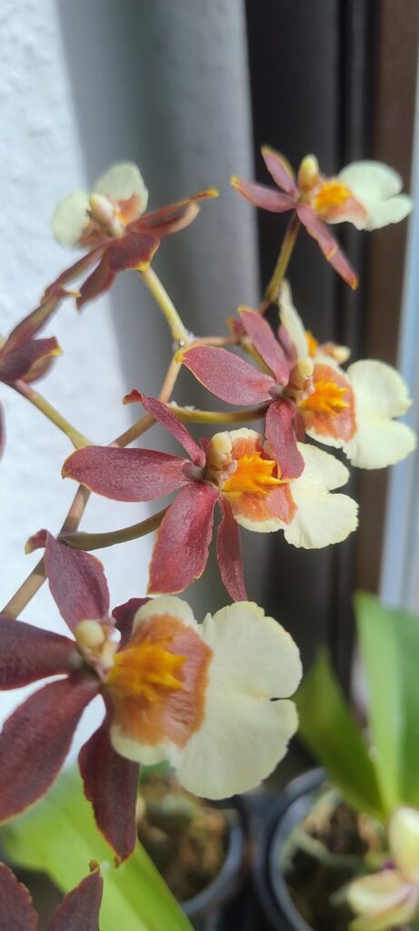 I generally have had bad luck with Oncidiums in the past. Pretty much every one I buy ends up with root rot or thrips, despite my “best” efforts. I finally managed to keep one happy enough to not only NOT DIE, but actually rebloom!! I generally have had bad luck with Oncidiums in the past. Pretty much every one I buy ends up with root rot or thrips, despite my "best" efforts. I finally managed to keep one happy enough to not only NOT DIE, but actually rebloom!!