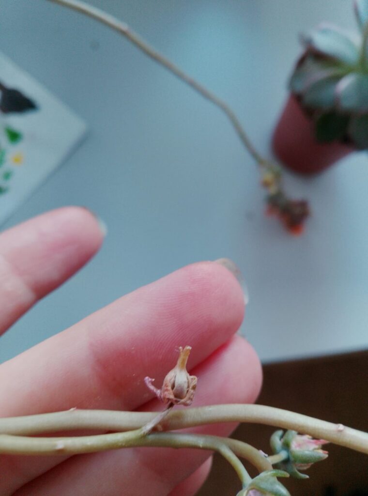 Seed potential?