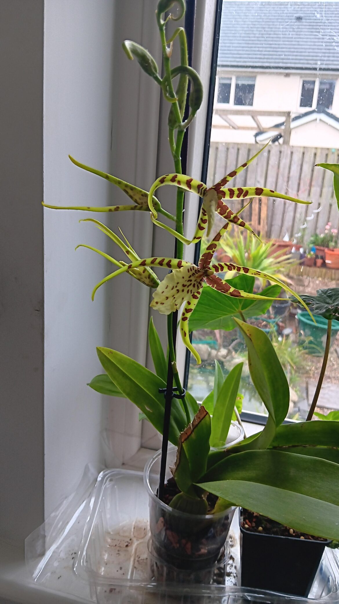 Clearance orchid finally bloomed!