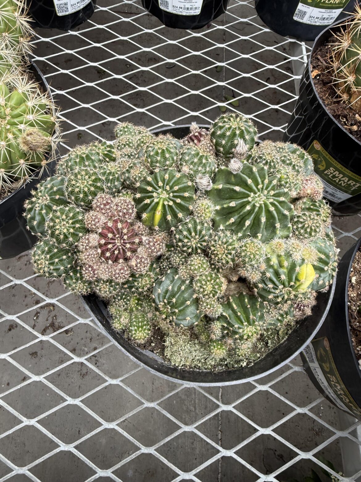 Found this at Home Depot, was it variegated or just burnt 🤔