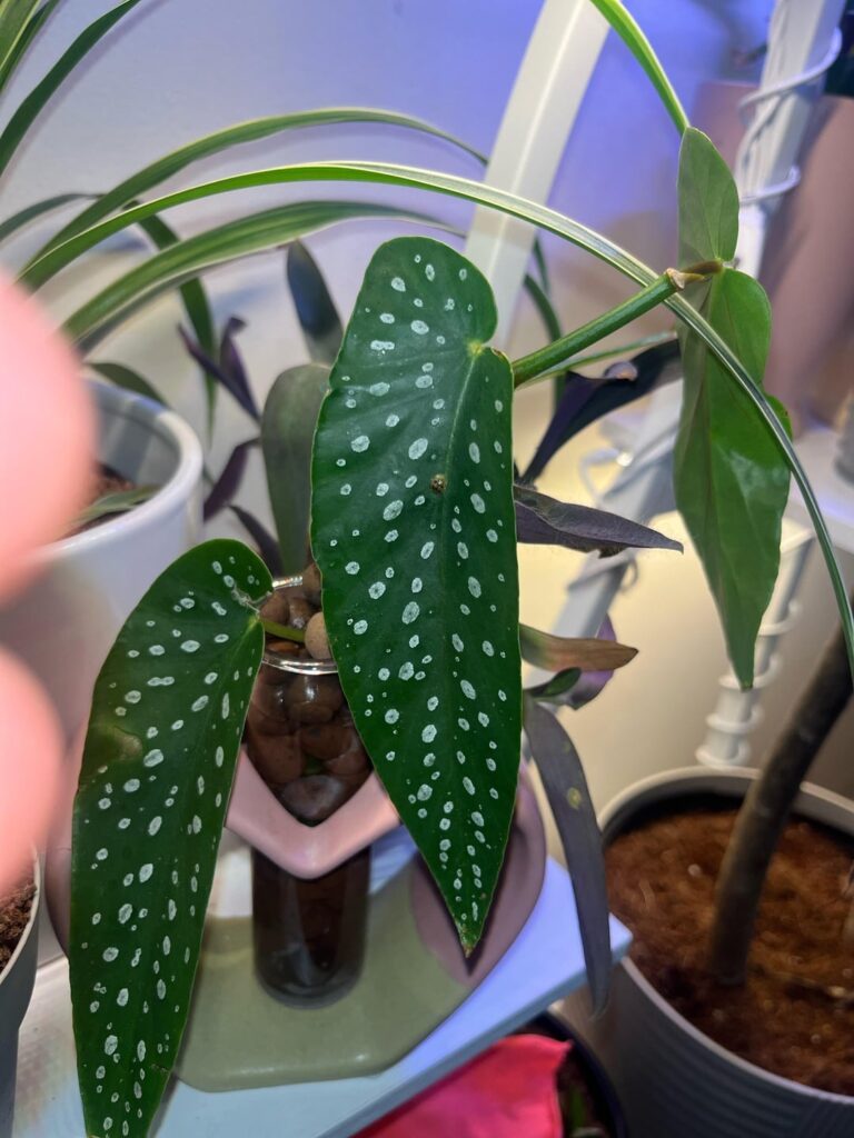 What is this growth?