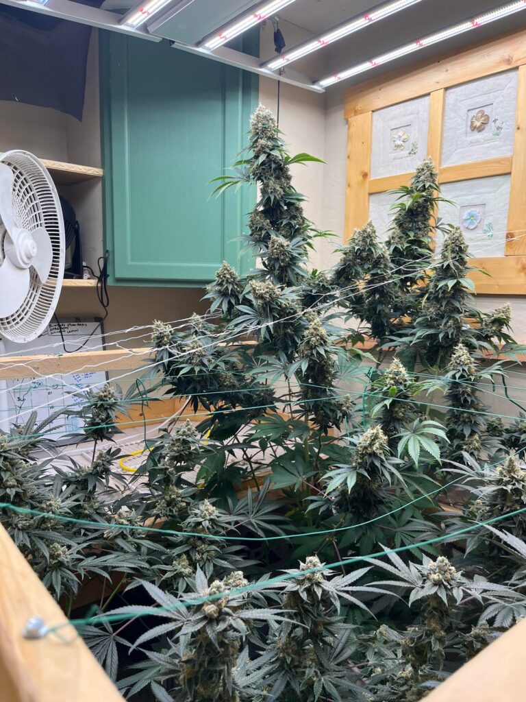 First harvest 2026🔥