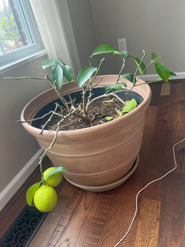 Pruning lemon tree