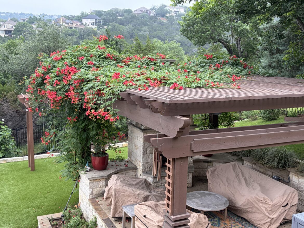 Madame Rosy Trumpet Vine going nuts