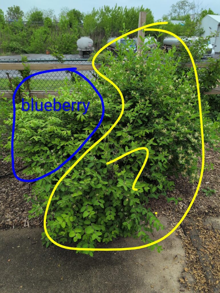 Blueberry imposter? 🧐