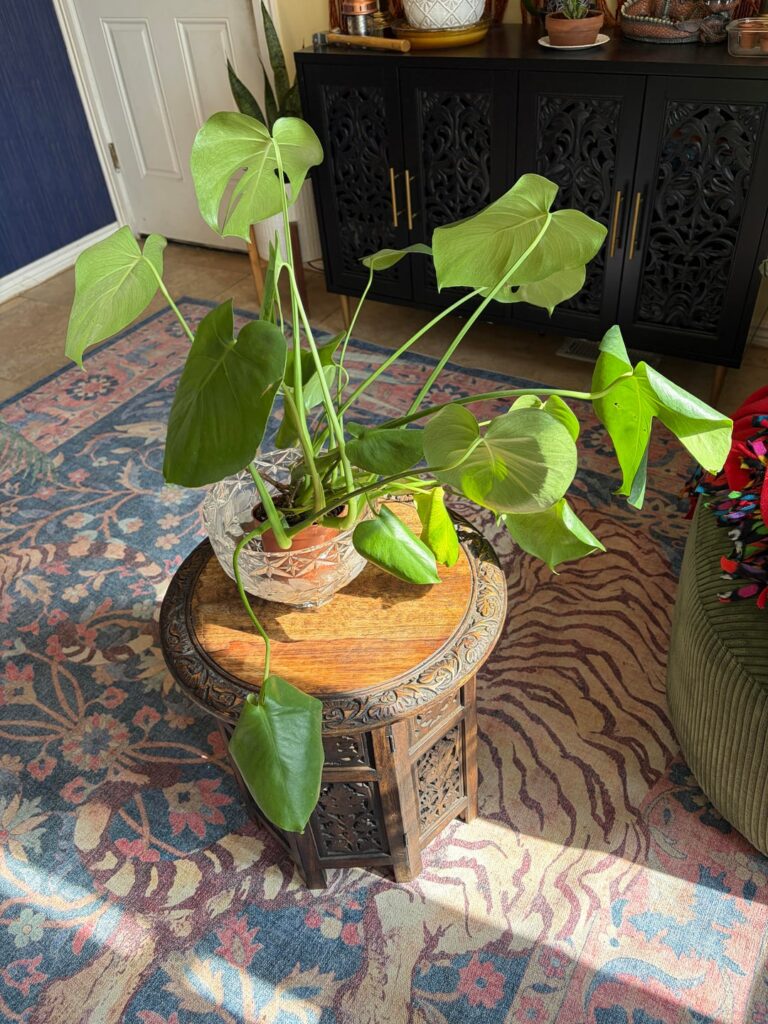 What size for repotting?