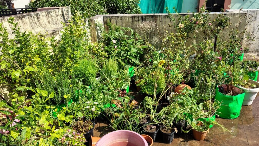 My roof garden