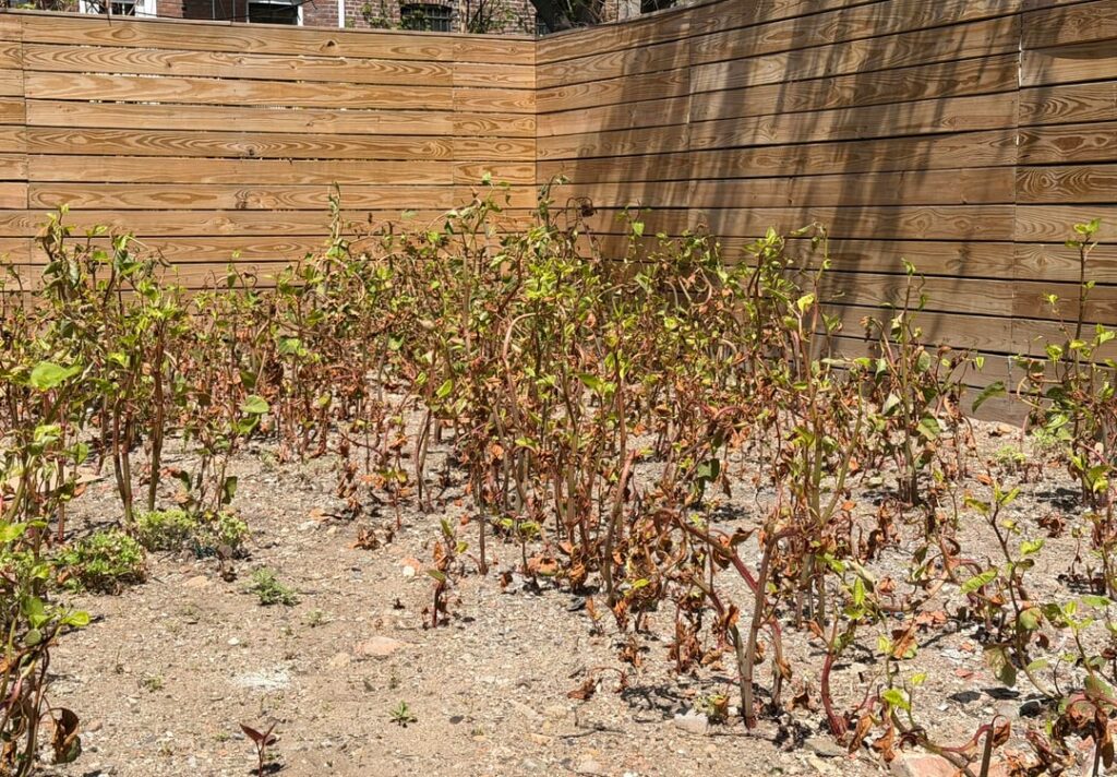 What non-motorized tools do I need to clear my yard of weeds? What non-motorized tools do I need to clear my yard of weeds?
