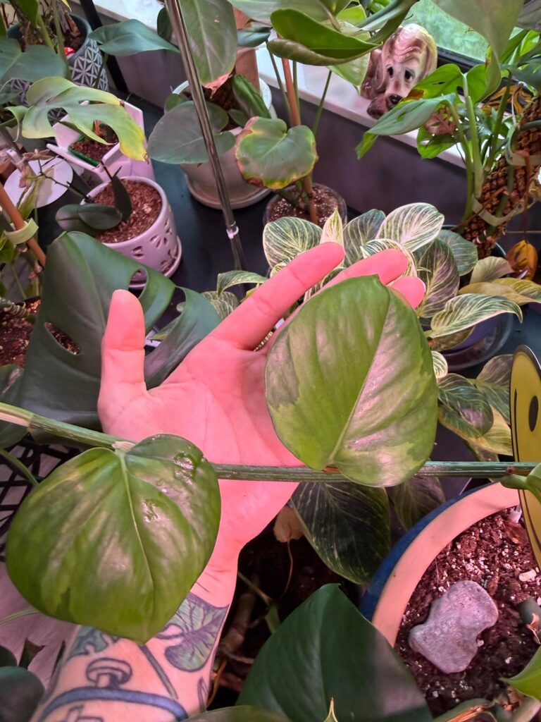 What do you all think this is?
