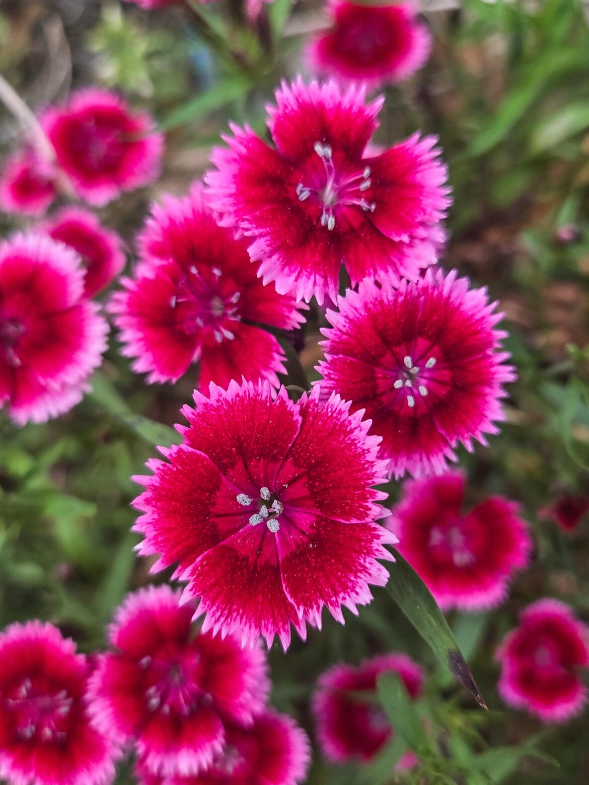[Oc] Dianthus or carnation
