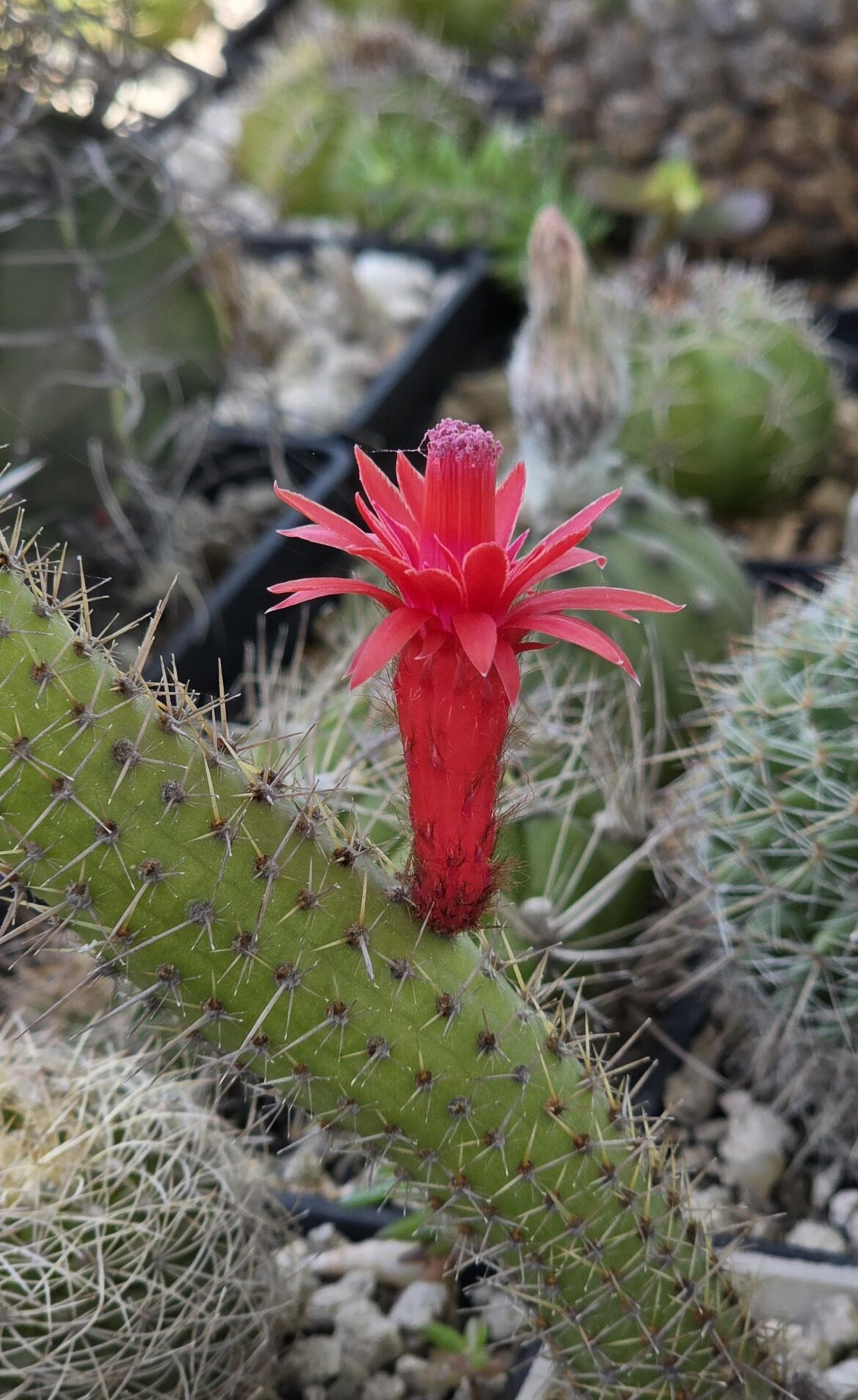 Cleistocactus without ID
