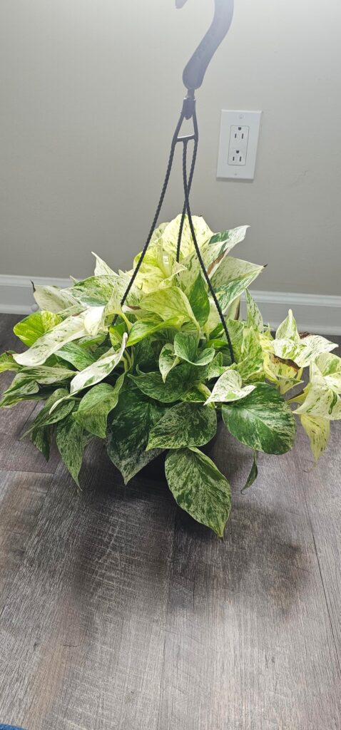 Pretty pothos, but what's happening ?