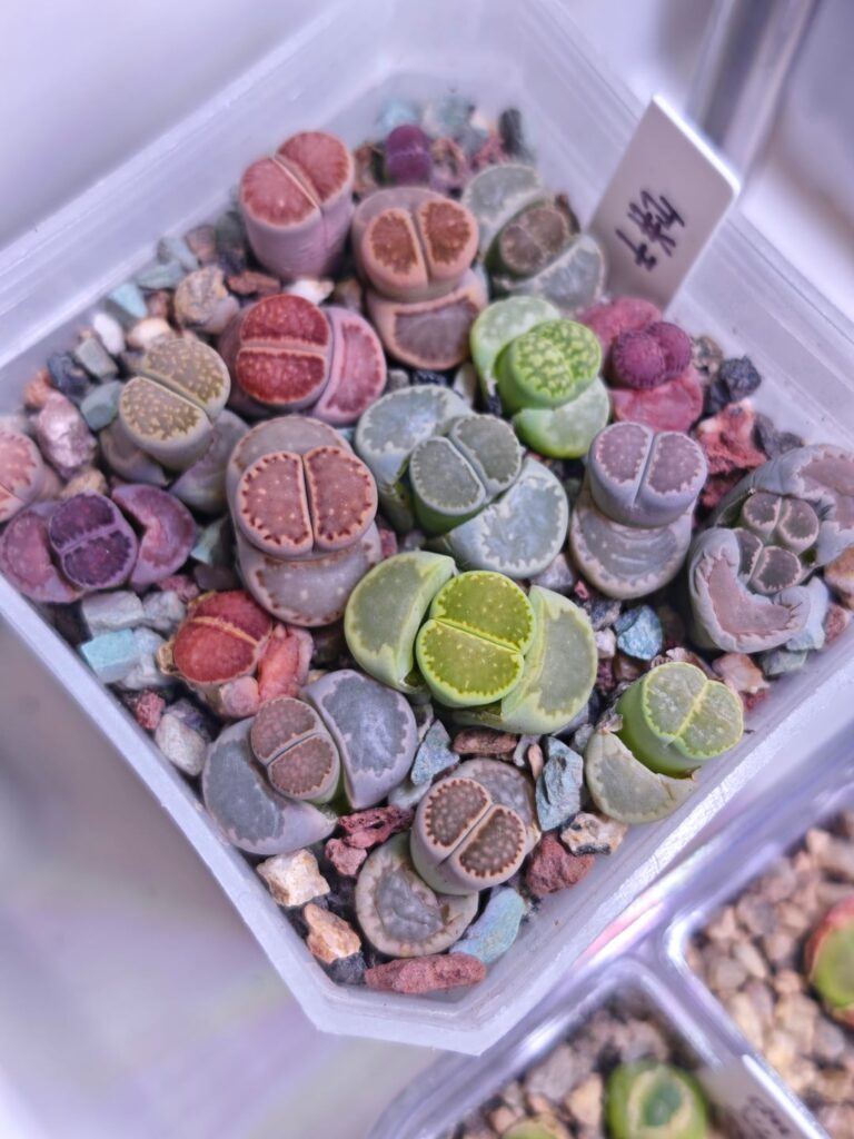 Two-Month Lithops Julii “Rescue” Record Two-Month Lithops Julii "Rescue" Record