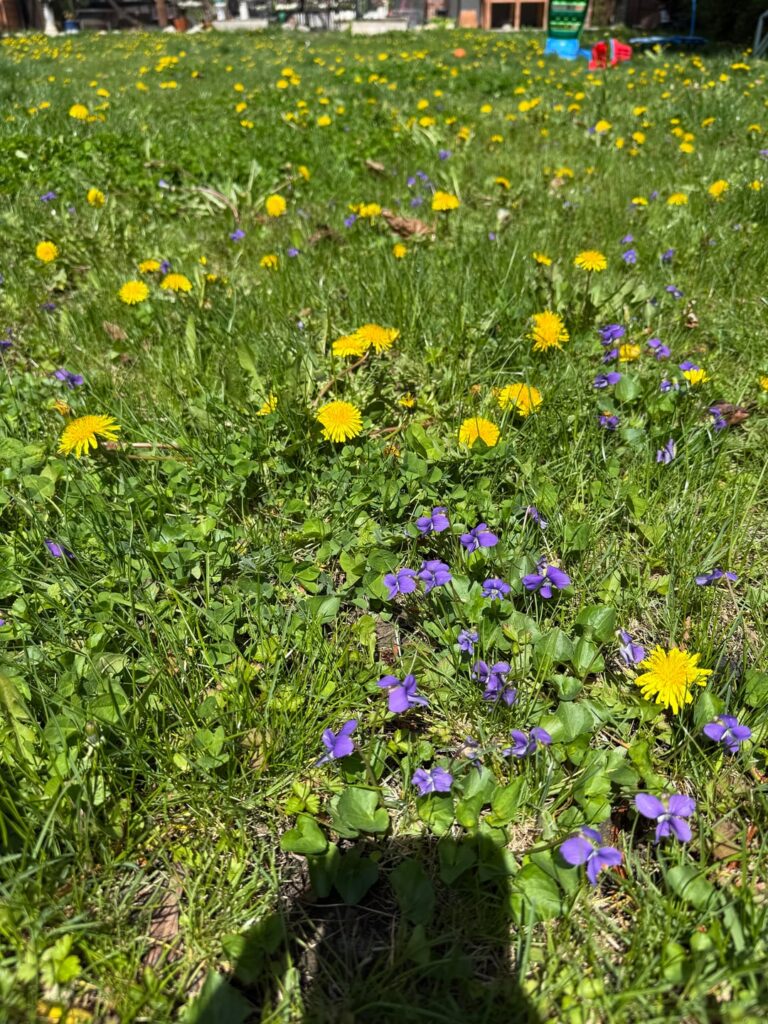 Tips on Transitioning from grass to ground cover Tips on Transitioning from grass to ground cover