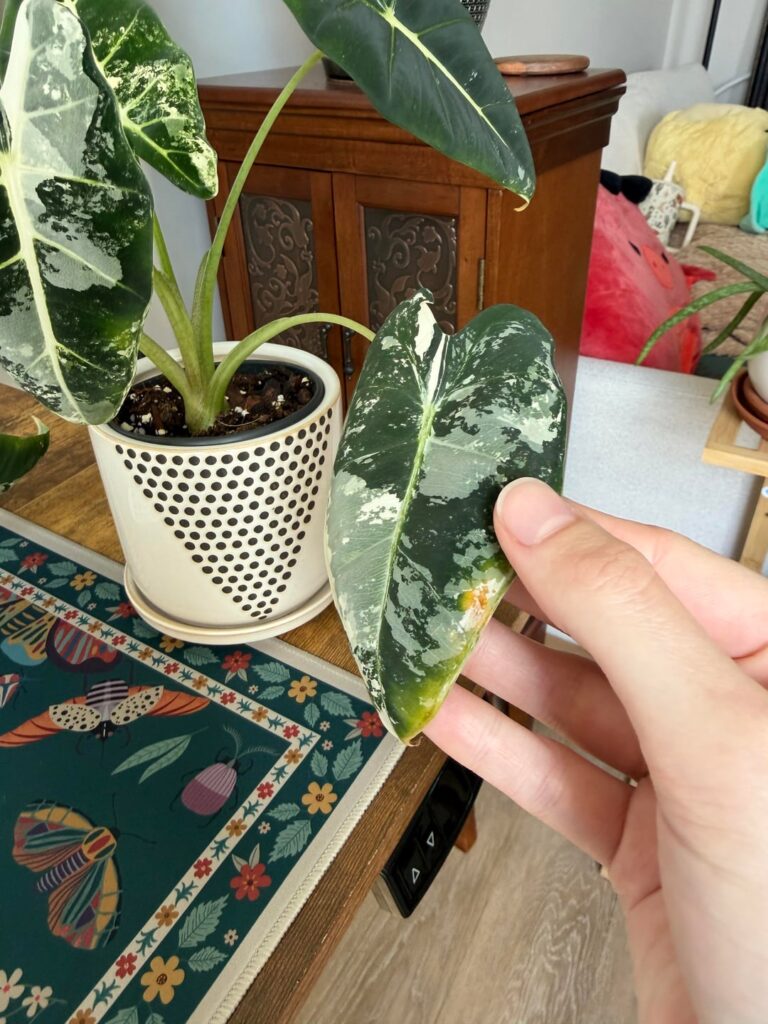What’s wrong with my alocasia? What’s wrong with my alocasia?
