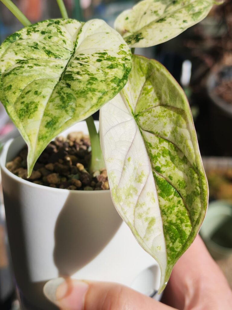 New big leaf !