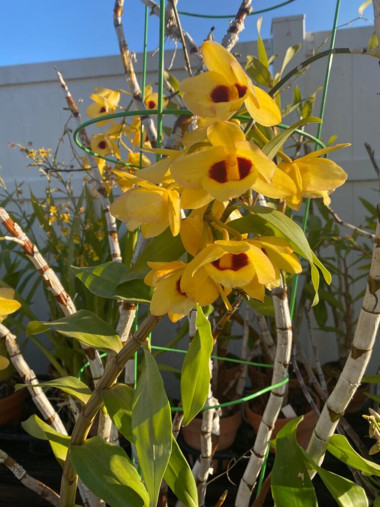 Dendrobium Gatton Sunray