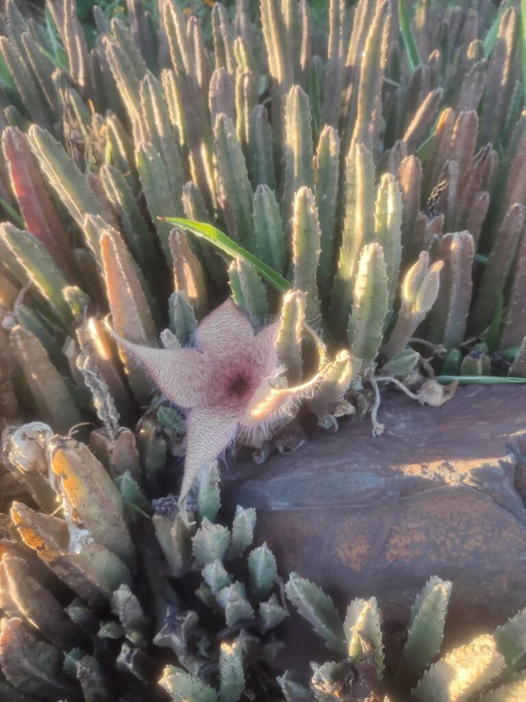 Couldn't help taking a photo at my cousin's house (OC)