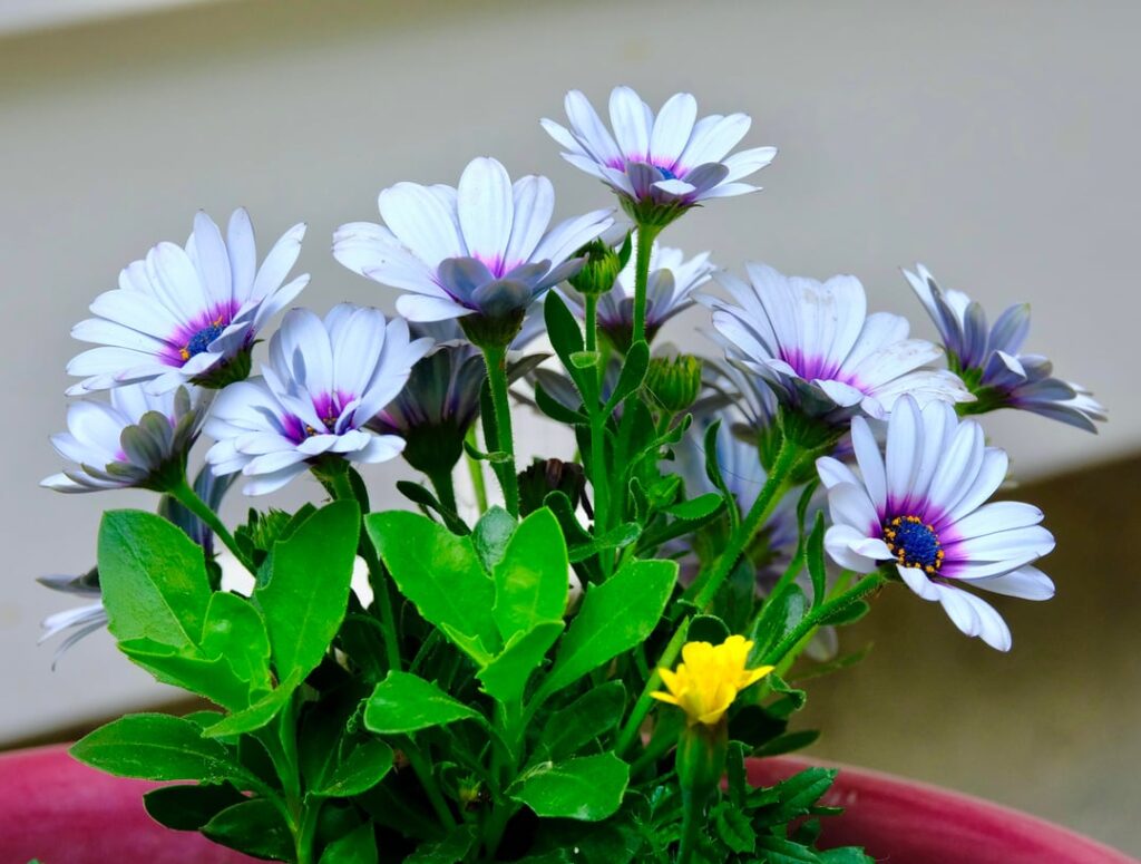 Delightful daisies