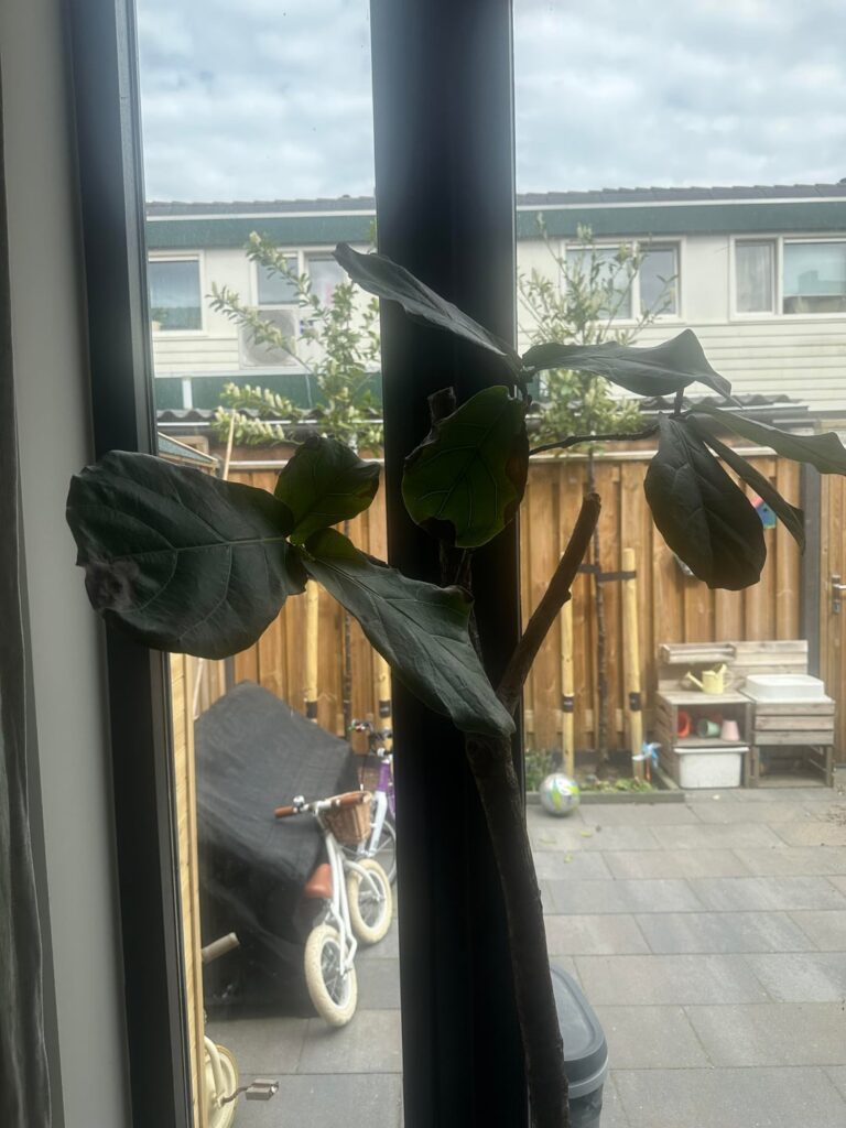 Where to cut?