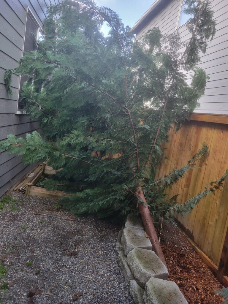 Is this tree able to be saved?