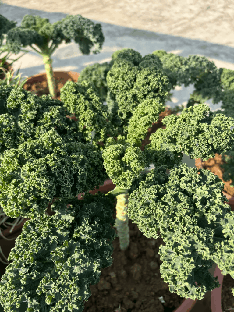 My kale is starting to look more like a small forest of trees. Best way to eat these?