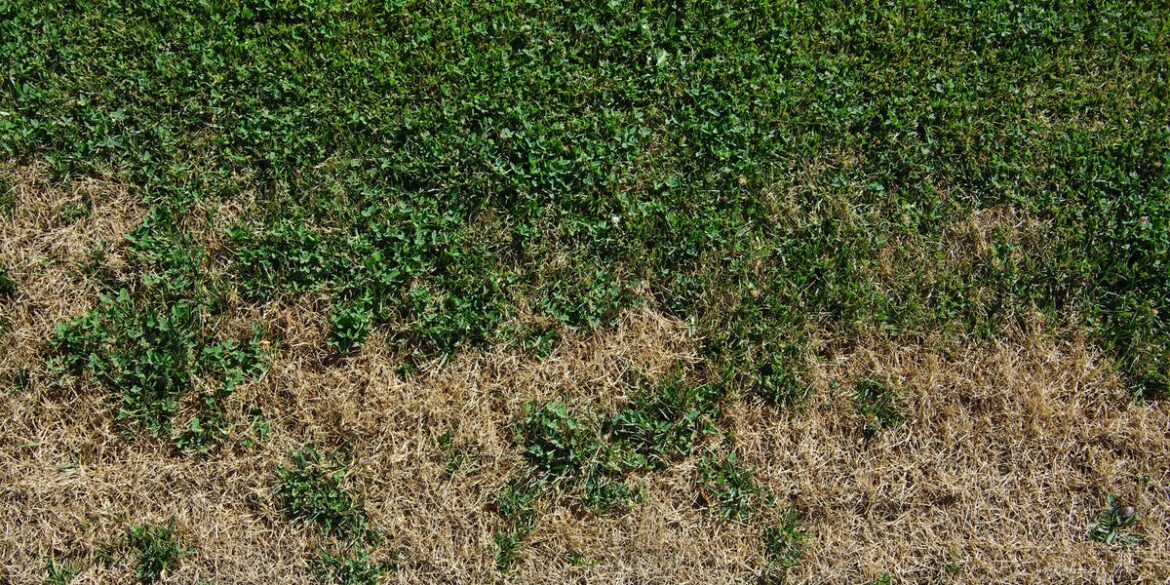 10 Ways You’re Killing Your Lawn—and How to Fix It ASAP, According to Experts 10 Ways You're Killing Your Lawn—and How to Fix It ASAP, According to Experts