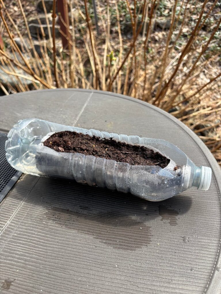 Sundews from seed.