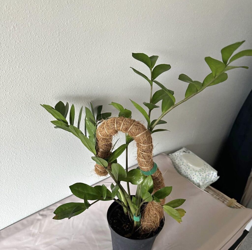 Why isn’t it climbing the moss pole I gave it??