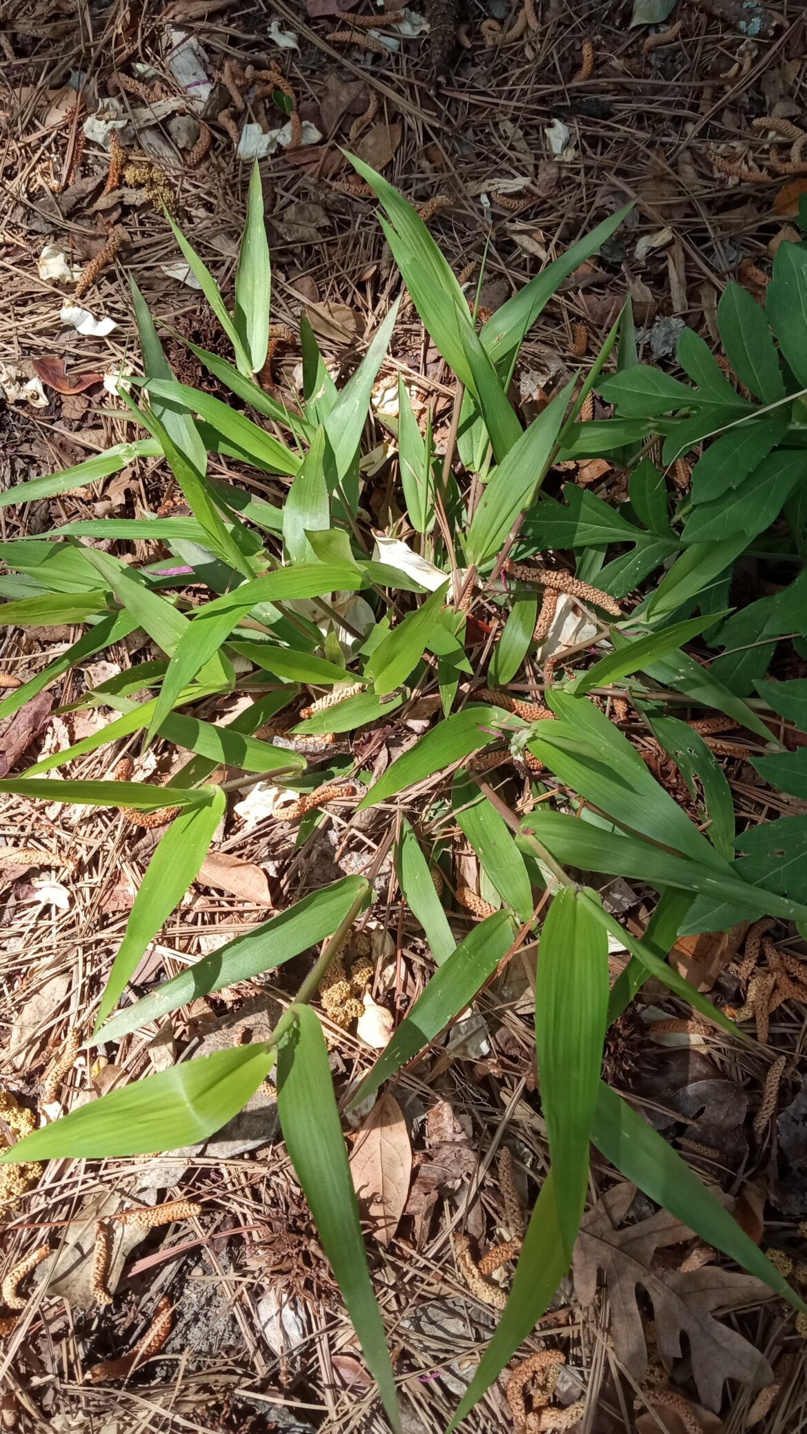 Eastern NC 8a