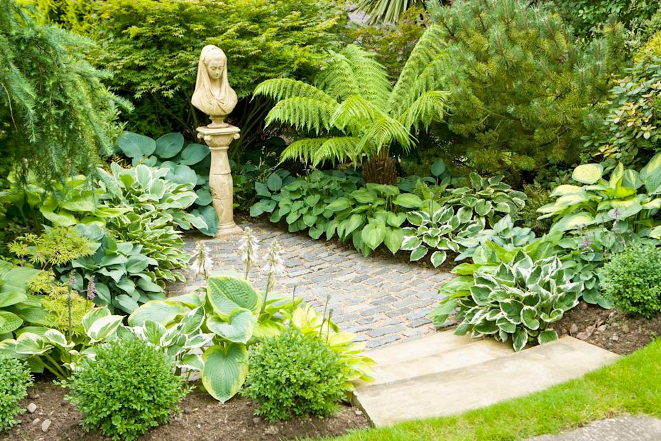 Depending on the variety hostas can be shade plants or can take a bit of sun.Credit: Jason Smalley/Getty Images