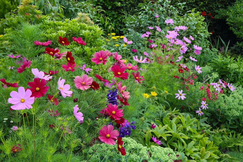 bright border of flowers, pink and deep red cosmos flowers