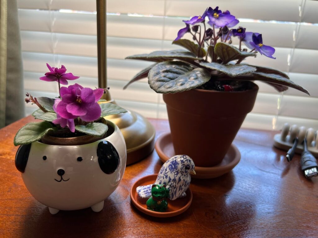 Desk Buddies